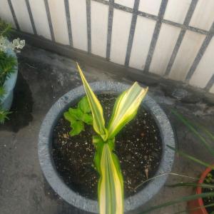 我新添加了一棵“龍舌蘭”到我的“花園”。