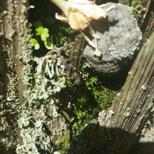Moss and Fungi