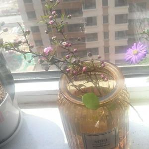 我新添加了一棵“姬小菊”到我的“花园”