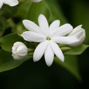 名称： #茉莉花  
            英文名称：Jasminum sambac 
别名：茉莉花、茉莉、香魂、莫利花、没利、末莉
科： #木犀科  
属： #素馨属  
原产于中国、印度、阿拉伯、伊朗、埃及、土耳其、摩洛哥和阿尔及利亚的常绿灌木。其叶色翠绿，花朵颜色洁白，香气浓郁。乍一看，真如歌词中的一样，好一朵美丽的茉莉花，芬芳美丽满枝桠，又香又白人人夸啊。