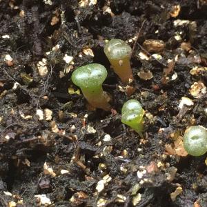 播种12盆，只有7盆发芽。种子在冰箱冰了好几个月的，还能发芽我已经满意。发芽率还不错的，只是天气和护理原因，有些长得不太好。