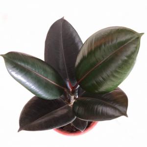 ✖︎ Ficus Elastica Black (Rubber Plant)