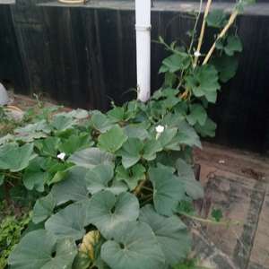 我新添加了一棵“菜葫芦”到我的“花园”