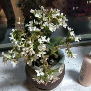 我新添加了一棵“白色长寿花”到我的“花园”