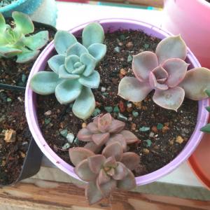 我新添加了一棵“↖左上，美尻;右上，紫珍珠;下，未知”到我的“花园”