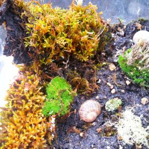 Made an experimental moss terrarium Cx