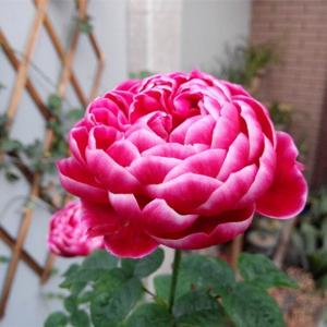我新添加了一棵“玛丽玫瑰，17.5.14”到我的“花园”