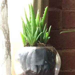 I Nuevo agregado un Aloe vera en mi jardín