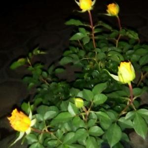 I Nuevo agregado un Rosa en mi jardín