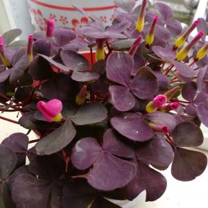 酢浆草紫叶芙蓉