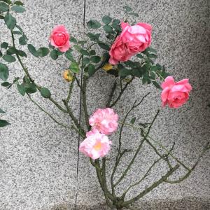 我新添加了一棵“月季玫瑰”到我的“花园”
