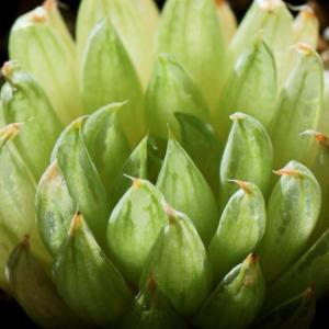 名称:  #水晶殿  
英文名：Haworthia transiens 
科:  #百合科  
属:  #十二卷属  
种植难度:  #容易  
生长季:  #冬型种  
