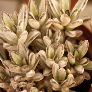Name: Panda Plant
Latin: Kalanchoe tomentosa
Origin: Africa
Plant height: 10 - 30 cm
Reproduction:  #Stems  
Difficulty level:  #Easy  
Tags:  #Africa   #Kalanchoetomentosa  

