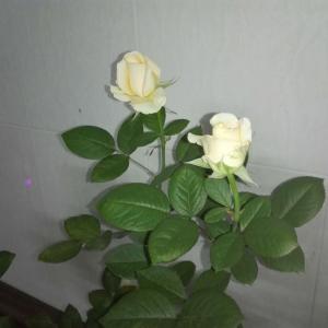 我新添加了一棵“玫瑰花”到我的“花园”