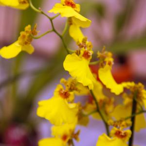 Name: Dancing Ladies Orchid
Latin: Oncidium
Origin: South America
Plant height: 10 - 80 cm
Reproduction:  #Division  
Difficulty level:  #Medium  
Tags:  #SouthAmerica   #Oncidium  

