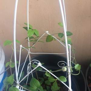 我新添加了一棵“铁线莲混苗2”到我的“花园”