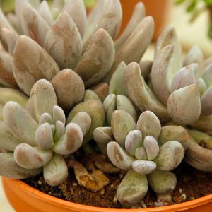 Name: Moonstone Plant
Latin: Pachyphytum compactum
Origin: South America
Plant height: 10 - 20 cm
Reproduction:  #Stems  
Difficulty level:  #Easy  
Tags:  #SouthAmerica   #Pachyphytumcompactum  


