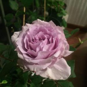 DUANG!我新添加了一棵“紫水晶”到我的“花园”，这是它的第一篇成长志,还请花友们多多关照噢！