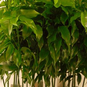 Name: Lucky Bean Tree
Latin: Castanospermum australe
Origin: Oceania
Plant height: 30 - 50 cm
Reproduction:  #Seeds  
Difficulty level:  #Easy  
Tags:  #Oceania   #Castanospermumaustrale  

