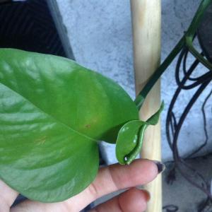 Baby leaves