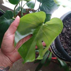 split leaf philodendron 