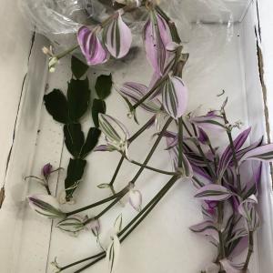Tradescantia albiflora ‘Pink Lilac/Pink dragon’