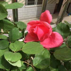 我新添加了一棵“粉色玫瑰”到我的“花园”