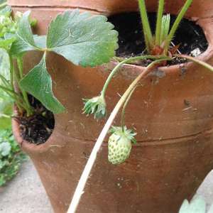 Strawberries have sprouted a few more flowers and a few green berries are turning red.