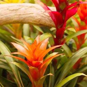 Name: Scarlet Star
Latin: Guzmania lingulata
Origin: South America
Plant height: 20 - 70 cm
Reproduction:  #Layering  
Difficulty level:  #Easy  
Tags:  #SouthAmerica   #Guzmanialingulata  

