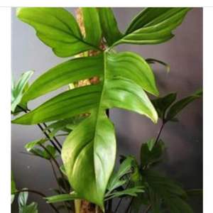 Philodendron Pedatum <Cutting>