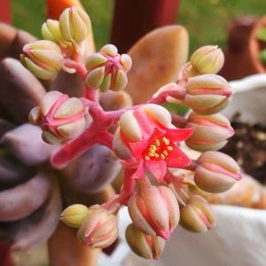 The flowers are actually red, and their shape affirms that this is Echeveria.