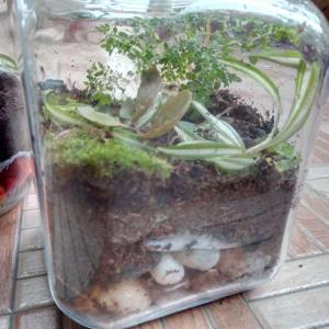 Day 1
Just finished making three terrariums, hope they thrive