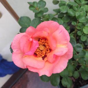我新添加了一棵“粉色妆容柠檬水月季”到我的“花园”