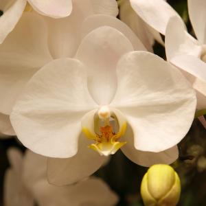 Name: Aphrodite Orchid
Latin: Phalaenopsis aphrodite
Origin: Oceania
Plant height: 30 - 60 cm
Reproduction:  #Division  
Difficulty level:  #Medium  
Tags:  #Oceania   #Phalaenopsisaphrodite  

