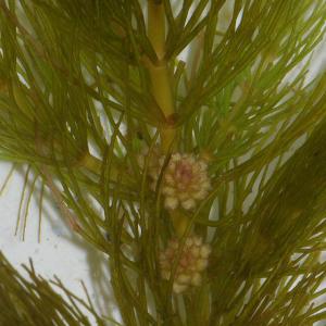 名称： #金鱼藻  
            英文名称：Ceratophyllum demersum 
别名：金鱼藻、细草、软草、灯笼丝
科： #金鱼藻科  
属： #金鱼藻属  
其生于海拔2700m以下的淡水池沼、湖泊及河沟中，常生于1～3m深的水域中，形成密集的水下群落。生命力较强，在水温低至4℃时也能生长良好，也可养殖于鱼缸中供人观赏。 