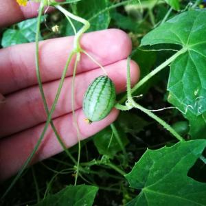 我新添加了一棵“拇指西瓜”到我的“花园”