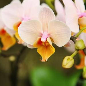 Name: Moth Orchid
Latin: Phalaenopsis
Origin: Oceania
Plant height: 30 - 60 cm
Reproduction:  #Division  
Difficulty level:  #Medium  
Tags:  #Oceania   #Phalaenopsis  

