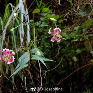 在微博看到【艷紅鹿子百合】在台灣是稀有的原生種百合，目前僅在北台灣的山區有零星族群。因極具觀賞價值而受到巨大的盜採壓力，可能在花市比野外更容易看見，相當不優。它花期集中在八九月，能看到了野生的族群实属难得，雖然零零散散，卻惹人喜愛。