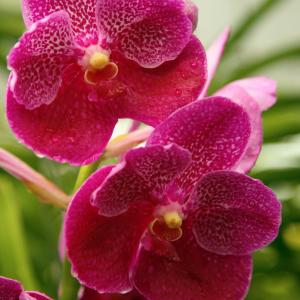Name: Monte Carlo Orchid
Latin: Phalaenopsis schilleriana
Origin: Oceania
Plant height: 30 - 70 cm
Reproduction:  #Division  
Difficulty level:  #Medium  
Tags:  #Oceania   #Phalaenopsisschilleriana  

