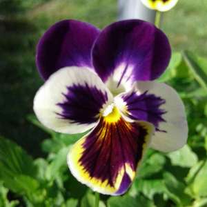 my first pansies from seed