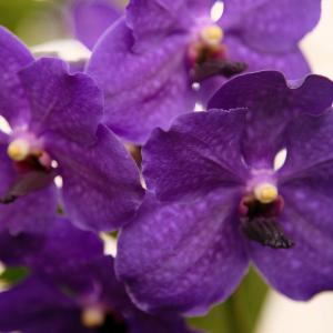 Name: Blue Orchid
Latin: Vanda coerulea
Origin: Oceania
Plant height: 30 - 60 cm
Reproduction:  #Division  
Difficulty level:  #Pro  
Tags:  #Oceania   #Vandacoerulea  

