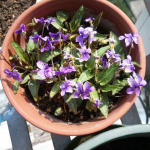 我新添加了一棵“紫花地丁”到我的“花园”