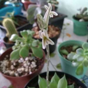Tiny flowers