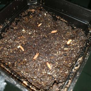 Pachypodium rosulatum 象牙宫
