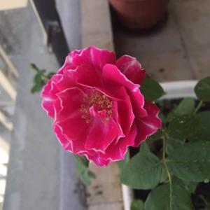 我新添加了一棵“蔷薇”到我的“花园”