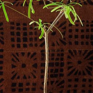 名称:  #柳麒麟  
别名：柳叶麒麟 
英文名：Euphorbia hedyotoides 
科:  #大戟科  
属:  #大戟属  
种植难度:  #容易  
生长季:  #夏型种  
