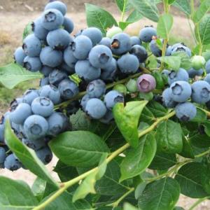 我新添加了一棵“蓝莓”到我的“花园”