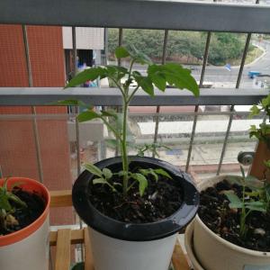 我新添加了一棵“番茄”到我的“花园”
