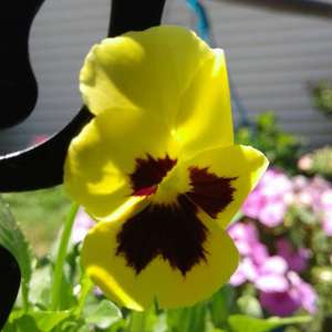 my first pansies from seed