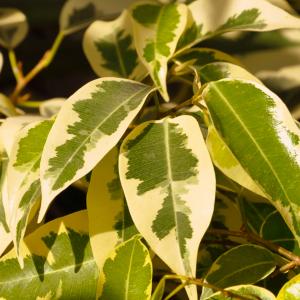 Name: Weeping fig
Latin: Ficus benjamina
Origin: Asia
Plant height: 60 - 150 cm
Reproduction:  #Layering  
Difficulty level:  #Medium  
Tags:  #Asia   #Ficusbenjamina  

